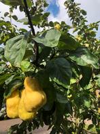 Te koop gelei van biologische kweeperen uit eigen tuin, Ophalen