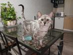 Bengaal kittens silver russische lijn, Dieren en Toebehoren, Katten en Kittens | Raskatten | Korthaar, Meerdere dieren, Gechipt