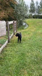 Mooie bok, Dieren en Toebehoren, Schapen, Geiten en Varkens, Mannelijk, Geit