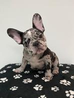 Black Merle Franse Bulldog pups drie reutjes, Dieren en Toebehoren, 15 weken tot 1 jaar, Reu, Buitenland, Parvo
