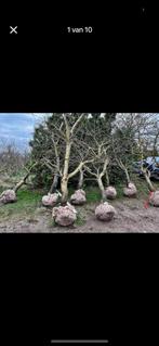 Kersenbomen te koop elders €250 nu tijdelijk 89 euro, Ophalen, Bloeit niet, Volle zon, Overige soorten