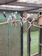 Bonte witkop valken, Dieren en Toebehoren, Meerdere dieren, Parkiet