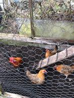 Drentse patrijs goudpel kriel, Dieren en Toebehoren, Meerdere dieren, Kip