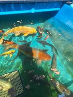 Koi 40 cm plus uitzoeken 225 euro pst, Karper of Koi