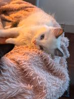 Korting - alleen dit weekend! Raszuivere Ragdoll, Kater, Gechipt