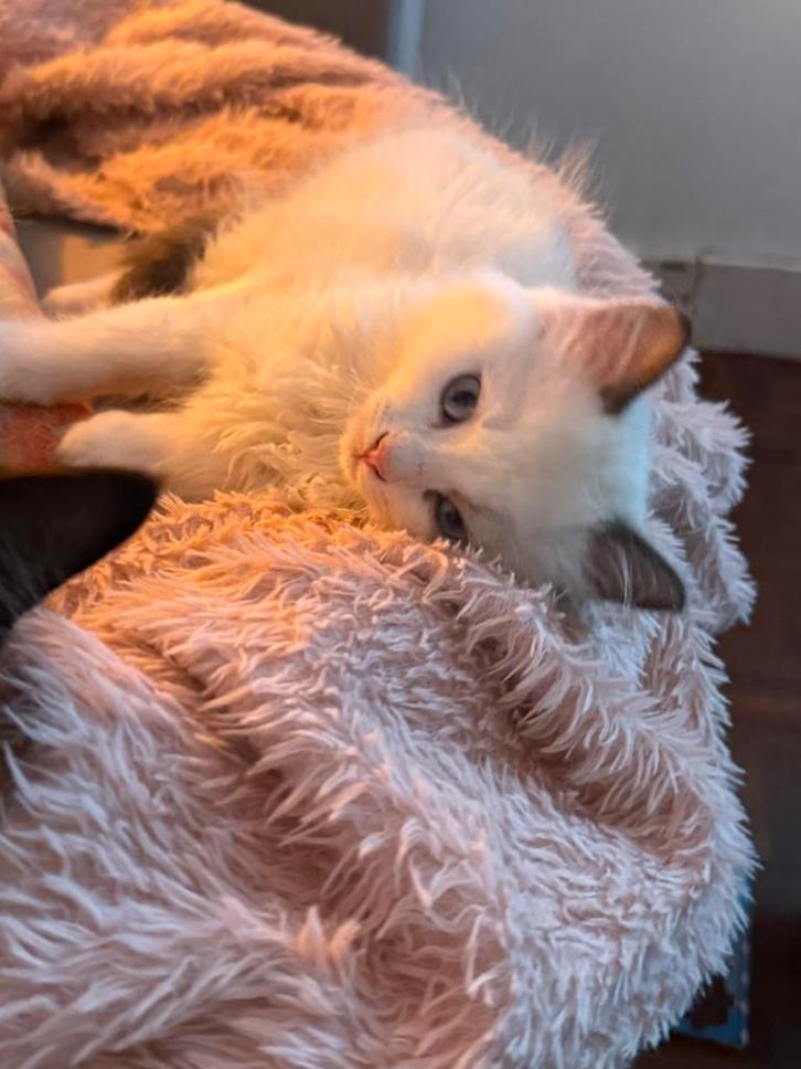 Korting - alleen dit weekend! Raszuivere Ragdoll, Dieren en Toebehoren, Katten en Kittens | Raskatten | Langhaar, Kater, Gechipt