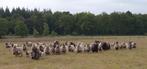 Drents Heideschaap ooien, Dieren en Toebehoren, Vrouwelijk, Schaap, 0 tot 2 jaar