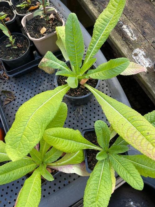 Kaardenbol,vogels,bijen,stekels,droogbloemen, Tuin en Terras, Planten | Tuinplanten, Overige soorten, Volle zon, Zomer, Ophalen