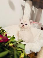 Britse korthaar kittens, Dieren en Toebehoren, Katten en Kittens | Raskatten | Korthaar, Meerdere dieren