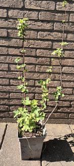 Potgekweekte aalbes, Tuin en Terras, Ophalen