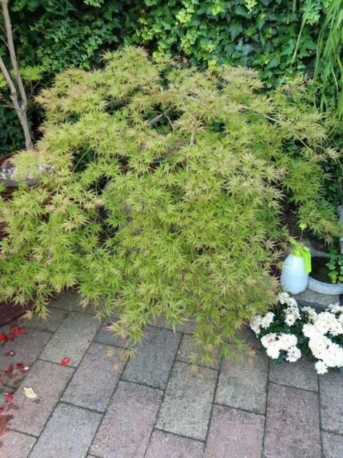 esdoorn mooi hangend laag  ( heb meerdere zie andere adverte, Tuin en Terras, Planten | Struiken en Hagen, Struik, Esdoorn, Minder dan 100 cm