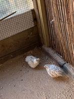 Kopel chinese dwergkwaartels