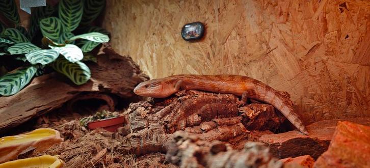 Indonesische Blauwtongskink