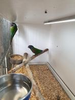 Pyrrhura emma leucotis goed kweekkoppel !!!!!, Meerdere dieren, Parkiet