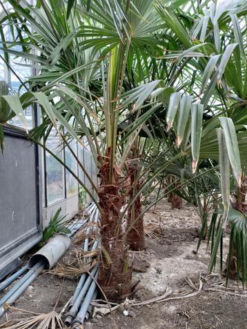 Winterharde palmbomen (T. fortunei) verschillende maten beschikbaar voor biedingen