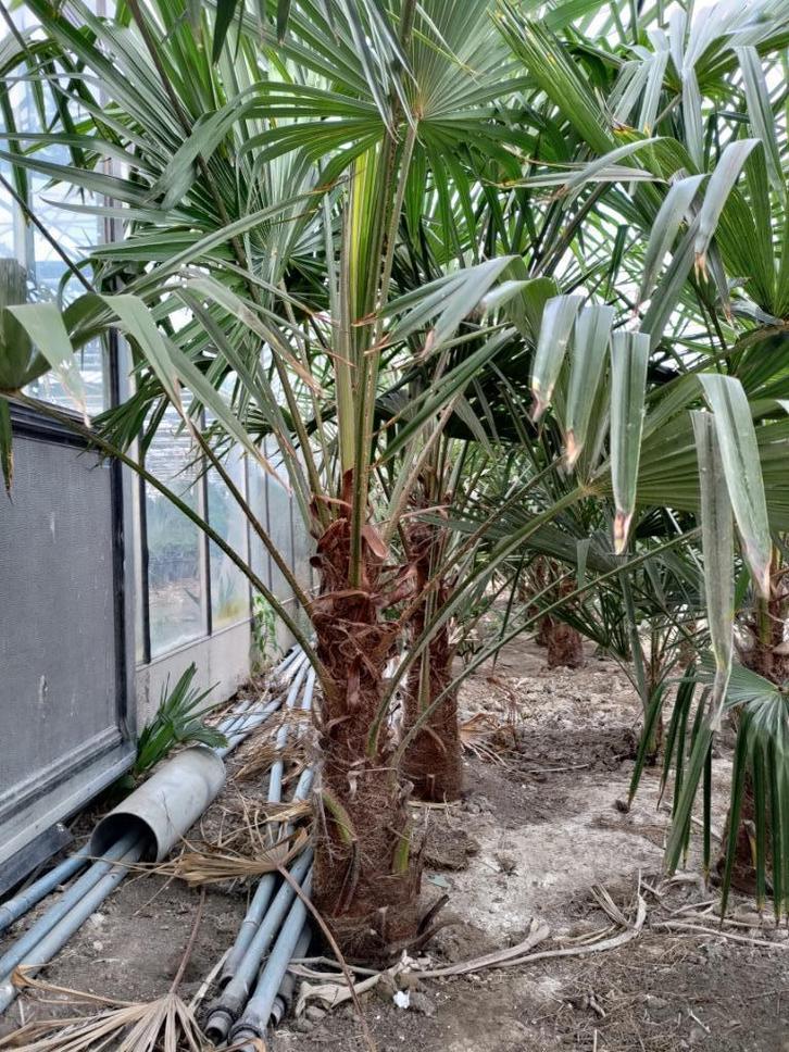 Winterharde palmbomen (T. fortunei) verschillende maten, Tuin en Terras, Planten | Bomen, Palmboom, 100 tot 250 cm, Volle zon