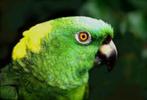 kweek koppel geelnek amazone, Meerdere dieren, Papegaai