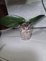 Hoya polyneura, Huis en Inrichting, Kamerplanten, Ophalen of Verzenden, Halfschaduw, Minder dan 100 cm