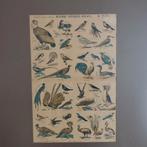Mooie poster vogels epinal Pellerin histoire naturelle, Huis en Inrichting, Minder dan 50 cm, Ophalen of Verzenden, Zo goed als nieuw