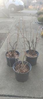 Rosa rugosa, rozenbottel, Overige soorten, Volle zon, Vaste plant, Ophalen of Verzenden