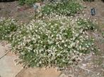 silene uniflora/lijmkruid plant, Tuin en Terras, Ophalen, Overige soorten, Volle zon