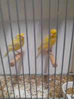 Waterslagers, Meerdere dieren, Kleurkanarie