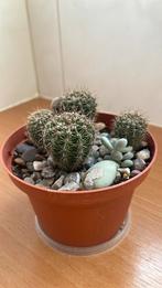 Mini barrel cactussen 4 in een potje, Ophalen