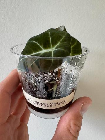 Alocasia ‘Black Velvet’ | Jonge plantjes beschikbaar voor biedingen