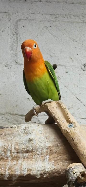 Opaline groen/lutino fischeri's  beschikbaar voor biedingen