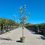 Laagstam Males Domestica Jonagold | appelboom > 1x, Ophalen, Halfschaduw, Overige soorten, Lente