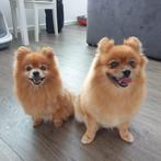 Een nieuw liefdevol thuis gezocht voor 2 dwergkeesjes, Dieren en Toebehoren, Honden | Chihuahua's en Gezelschapshonden, 6 jaar of ouder