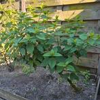 Pluim hortensia op stam, Tuin en Terras, Planten | Tuinplanten, Ophalen, Zomer, Overige soorten, Halfschaduw