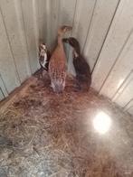 Loopeenden vrouwtjes, Dieren en Toebehoren, Vrouwelijk, Eend