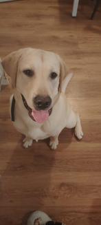 10 months old Labrador, Dieren en Toebehoren, Honden | Retrievers, Spaniëls en Waterhonden, 15 weken tot 1 jaar, Reu, Labrador retriever
