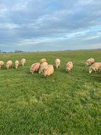 Te koop schapen, Vrouwelijk, Schaap, 3 tot 5 jaar