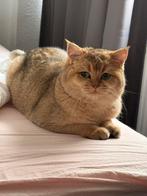 DEKATTER - NO SELLING - ONLY MATING British Korthaar Golden, Dieren en Toebehoren, Katten en Kittens | Raskatten | Langhaar, Meerdere dieren