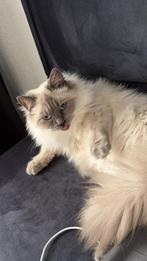 100% ragdoll, Dieren en Toebehoren, Katten en Kittens | Raskatten | Langhaar, Kater