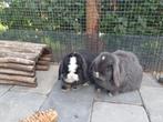Konijnen en cavia Pension, vakantie opvang, Dieren en Toebehoren, Konijnen, Meerdere dieren, Dwerg