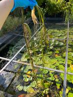Kleine waterlelie stekken / watergentiaan stekken, Ophalen