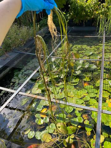Kleine waterlelie stekken / watergentiaan stekken beschikbaar voor biedingen