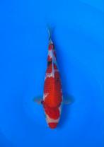 Diverse Japanse koi karper | Koikarpers  | Tosai vissen, Karper of Koi