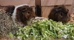 2 cavia beertjes, Dieren en Toebehoren, Knaagdieren, Augustus, Mannelijk, Cavia