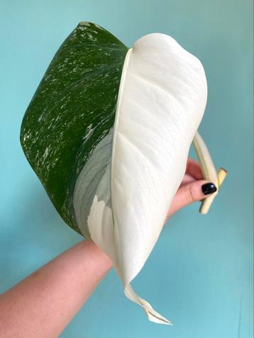 Topkwaliteit, witte Half Moon Monstera Albo Variegata stek beschikbaar voor biedingen