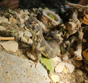 Uromastyx Thomasi 1.0 2022 beschikbaar voor biedingen