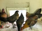 Koppel van 1 haan en 2 hennen, Dieren en Toebehoren, Pluimvee, Meerdere dieren, Kip