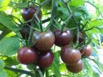 Tomaat Black Cherry plantjes, Ophalen, Volle zon, Groenteplanten, Eenjarig