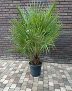 GROTE HUMMELIS, Tuin en Terras, Planten | Bomen, Ophalen, Volle zon, Palmboom