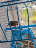 Kapoetsensijs pop 2021 mutatie, Dieren en Toebehoren, Vogels | Overige Vogels, Vrouwelijk, Geringd