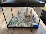 Aquarium voor goudvissen, Dieren en Toebehoren, Vissen | Aquaria en Toebehoren, Ophalen, Gebruikt, Leeg aquarium