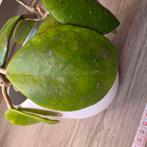 hoya obovata, Ophalen of Verzenden, Halfschaduw, Minder dan 100 cm